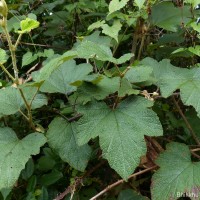 Rubus fairholmianus Gardner